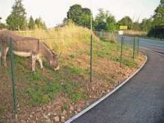 primorske.si Mihalica