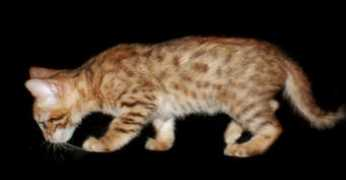 bengalexoticfx.com Mikanu