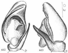 salticidae.org Mikhailo