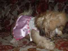 pawsunlimited.petster.com Mikhay
