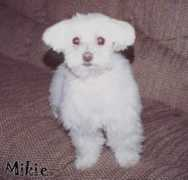 Mikie