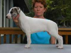 harmonywhippets.com Milesa