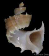 gastropods.com Milleri