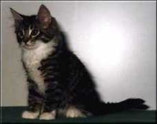 tassajaras.se Milona