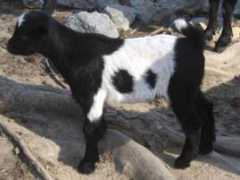 moonlightfarms.com Mimigirl