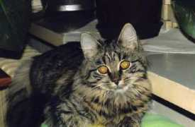 modrykocour.cz Minaii