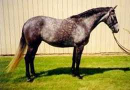 dorschfarms.ca Minett