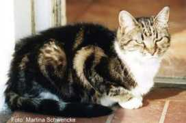 bellas-viecherlseite.de Minkis