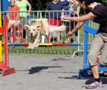 metsapihan.com Minnin