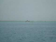 svfelicity.com Minow