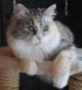 kissanpaivia.com Minttu