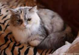 kissanpaivia.com Minttu