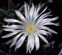 desert-tropicals.com Mirabile