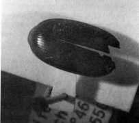 entomologia.rediris.es Miralbes