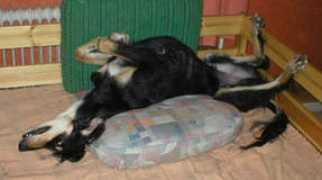 fixanskennel.se Mirasov