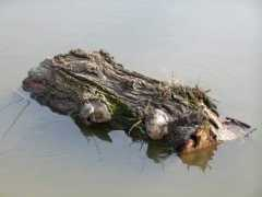 fotothing.com Miryana