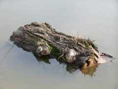 fotothing.com Miryana