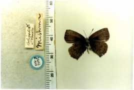 butterfliesofamerica.com Mishma