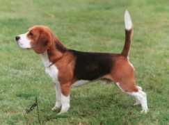 scottishbeagleclub.org.uk Misken