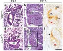 nature.com Mitsujiro