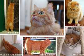 Mittan