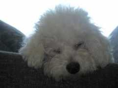 Mizlu