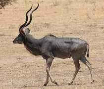 safari-wangu.de Mkuba
