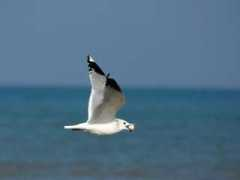 laphotonumerique.net Mmonster