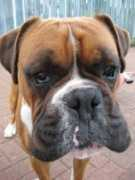 dobermantalk.com Mochali