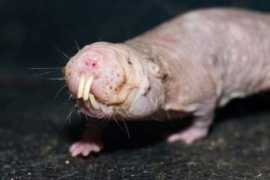 scitechdaily.com Molerat