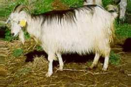 eng.agraria.org Molisana