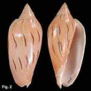 seashellsofnsw.org.au Molleri