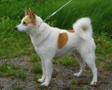 punapippurin.com Moltas