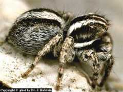 salticidae.org Monardi