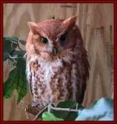 snowwowl.com Monteen