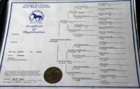 freereindesigns.com Montizuma