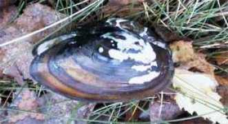 home.swipnet.se Moraan