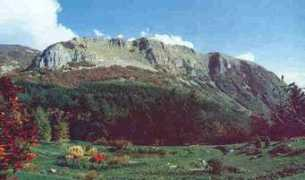 Moraccini