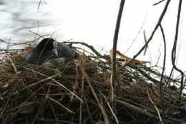 picturesofengland.com Morehen