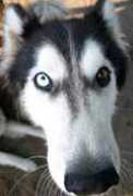 husky.info.pl Morfus
