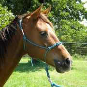 blazesequinerescue.com Morgant