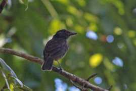 Morningbird