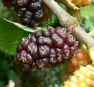 garden-en.com Morusa