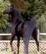 hughesarabians.com Moshal