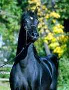 hughesarabians.com Moshal