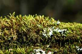 Mosses