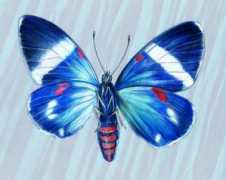 Moths