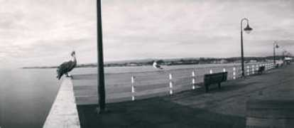 mottweilerstudio.com Mottweiler