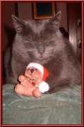 felineige2.free.fr Mousti
