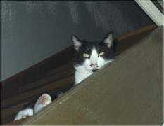 asahi-net.or.jp Moutarou